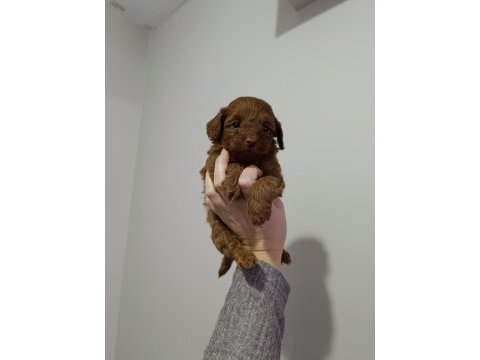 Maltipoo yavrularımız