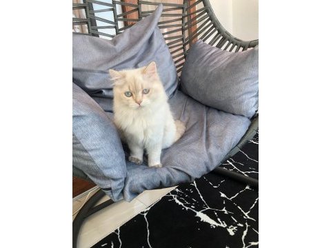 Maviş gözlü longhair oğlumuz british longhair