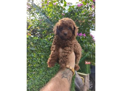 Toy poodle yavrular