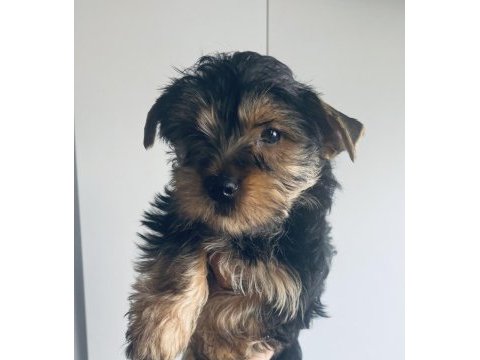 Safkan erkek yorkshire terrier