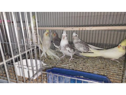 45 günlük yeni yeme düşmüş bebek sultanlar.