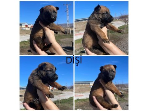 Kalitenin adresi kaliteli malinois yavrular