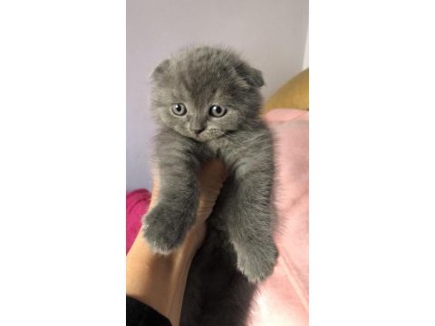 Son yavrularım british longhair