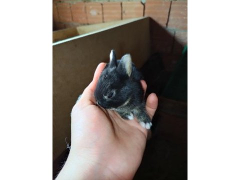 Netherland dwarf cüce tavşanlarımız mevcuttur