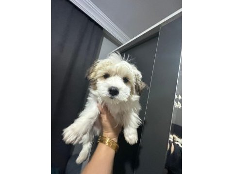 Morkie yavrum 2 buçuk aylık