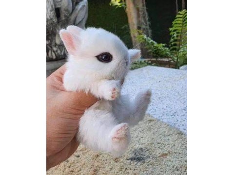 Dünyanın en küçük tavşanı cinsi yavrusu