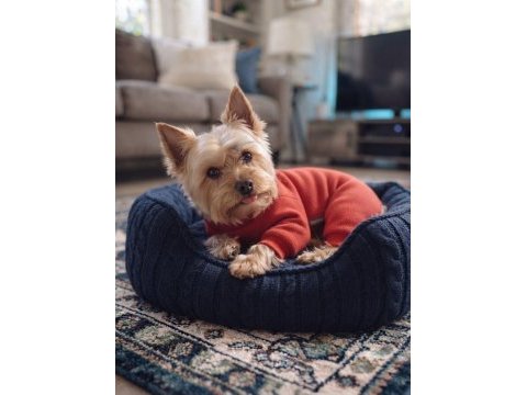 Gold silver renk yorkshire terrier