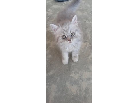 Kedi 2 aylık british shorthair mama yiyor