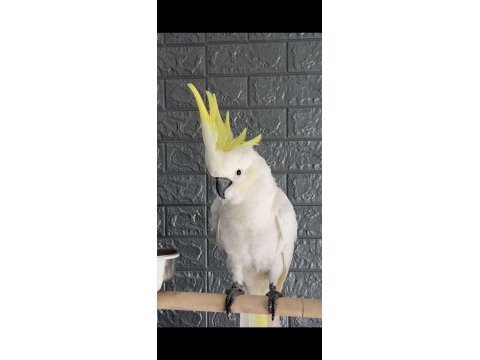 Full evcil kakadu papağanı