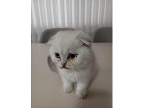 Scottish fold silver point