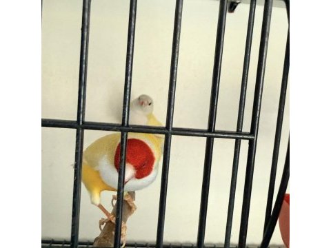 1 çift ispanyol golden finch