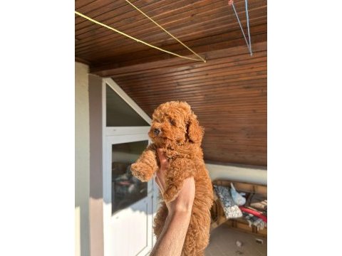 Toy poodle yavrum