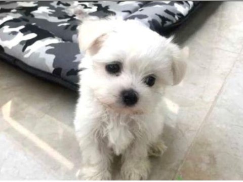 Minnoş maltese bebeklerimiz