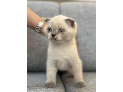A kalite scottish fold yavrular