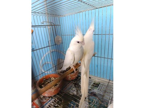 Erkek dişi albino sultan papağanı yavrulu takım