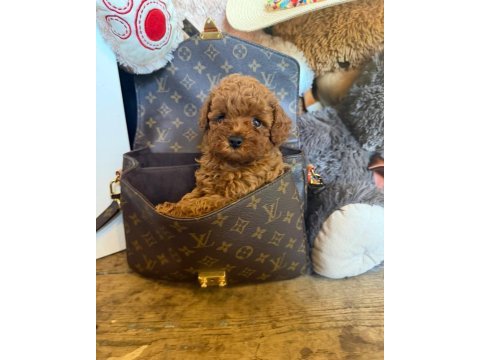Aşılı pasaportlu toypoodle yavrularımız 