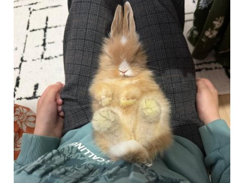 Hollanda lop tavşanım iki buçuk aylık satılıktır