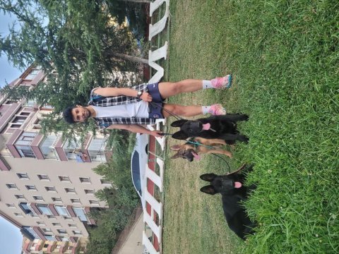 Alman çoban köpeği yavruları
