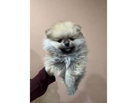 Petmode köpek çiftliğinden pomeranian boo