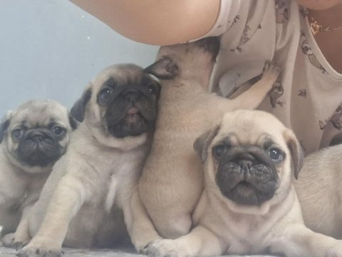 Dişi erkek pug mops
