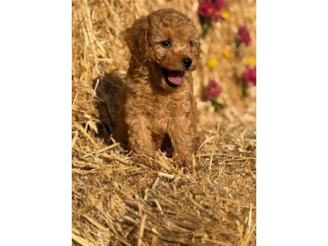 Toy poodle bebekler - sun kennels üretim çiftliği'nden