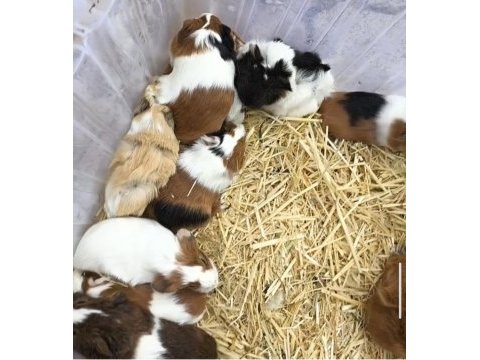 Ginepig yavruları