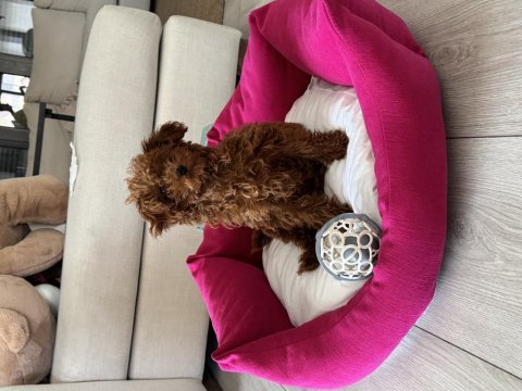 3 aylık kore toy poodle oğlumuz yuvasını arıyor
