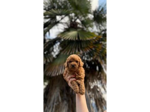 Redbrown toypoodle 
