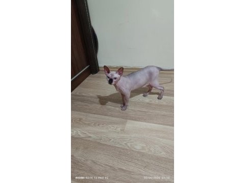 Kedimizi ankarada iyi bakabilcek birine vermek istiyoruz