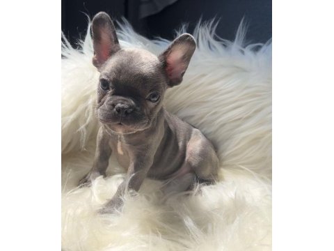 Oyuncu french bulldog yavrular