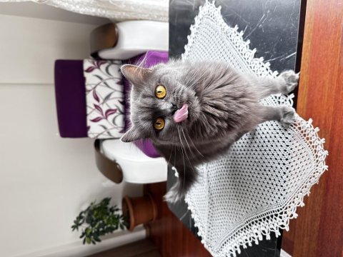 British longhair gümüşüm güzel kızım