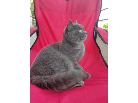 British shorthair kedim için detaylar açıklama