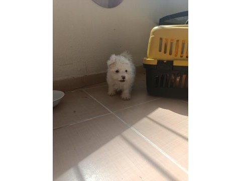 Geldi maltese terrier yavru aldın aldın
