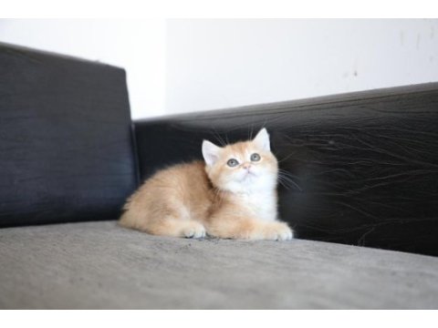 Safkan golden ny11 anne baba şecereli dişi british shorthair