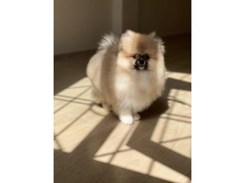 Mükemmel pofuduk minik pomeranian