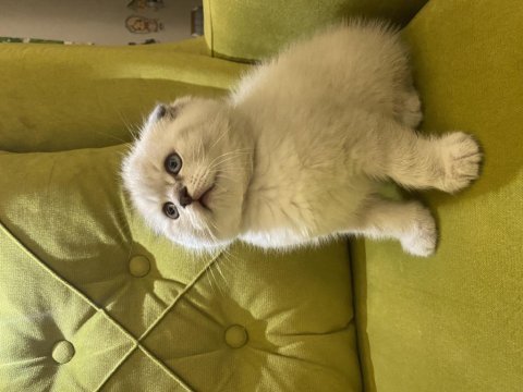Scottish fold sıfır kulak erkek