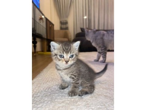 Son 2 british shorthair yavrumuz