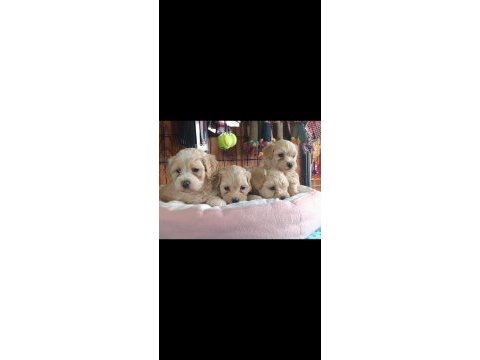 A şecereli maltipoo yavrularımız