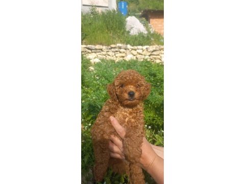 A sınıf cazip fiyata toy poodle
