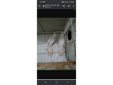 Hazır takım albino sultan papağanı