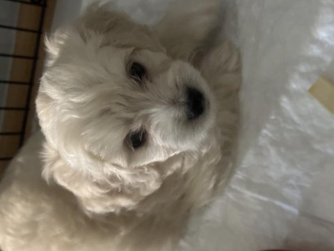 Maltese terrier yavru