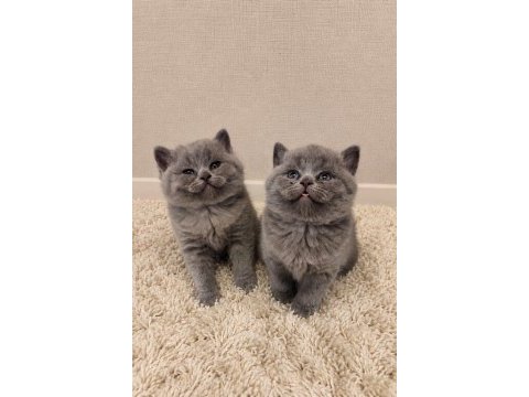 Nadir suratlı son erkek ve dişi british shorthair yavrumuz