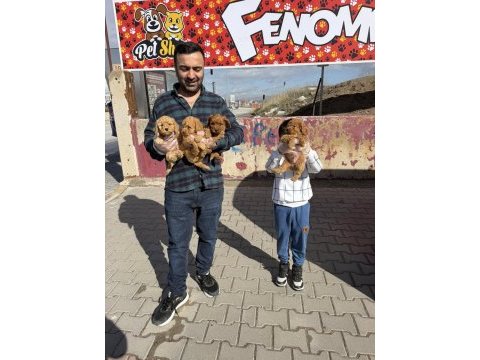 En güzel toy poodle yavrular magazamızda canlı görün