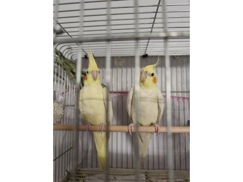 İster tek ister çift yavru alınmış takım sultan papağanı