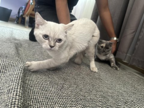 Yavru sağlıklı kedim yuvasına gitmeye hazır