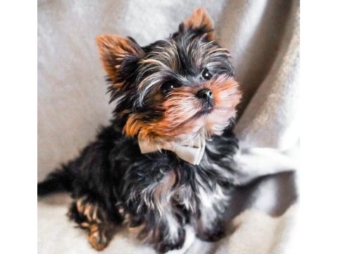 Çok akıllı sorunsuz ev köpeği