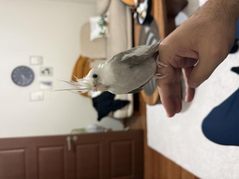 Ele alışkın erkek 2 yaşında sultan papağanı