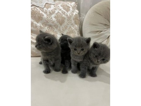 Yavru british shorthair kedimizi sahiplendirme