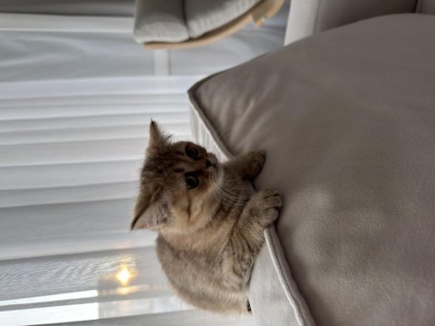 3 aylık dişi british shorthair