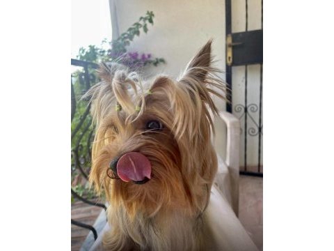 Teacup yorkshire terrier